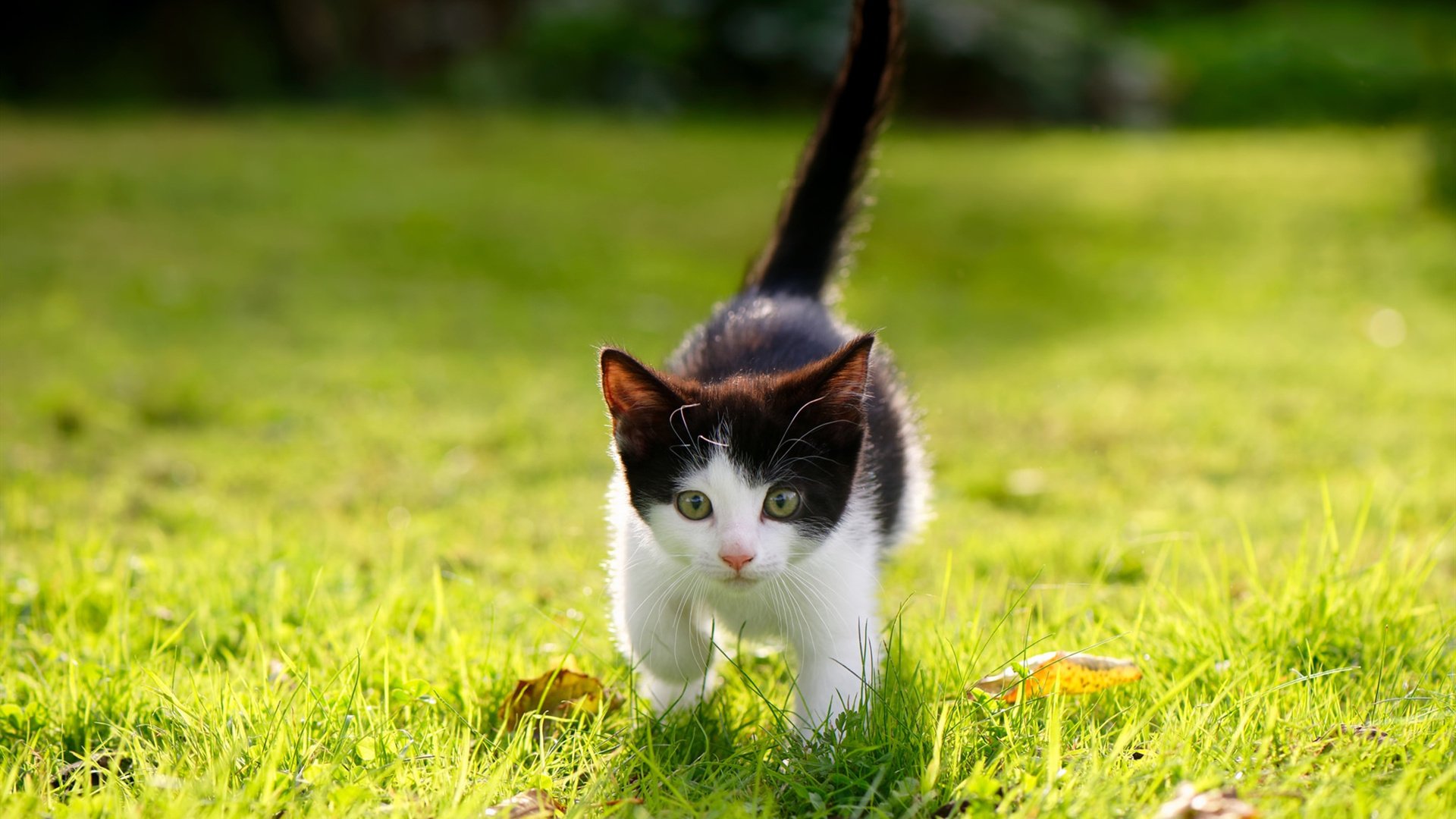 kaiyun体育app-快船用高速节奏碾压对手，取得关键胜利，快船有多强