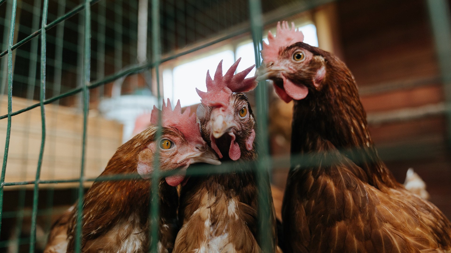 德甲:多特在客场逆转获胜,追逐拜仁压力继续,多特对阵拜仁比分预测