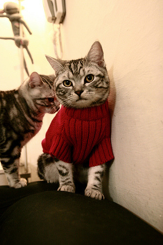 未来趋势:联盟的“绿色计划”将引领体育环保新风尚,绿色联盟应用体验标准