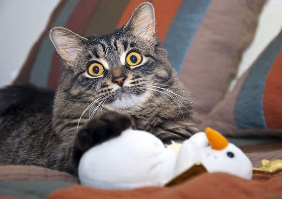 电竞周边产业链全面升级,带动相关产业发展,电竞周边产业swot分析