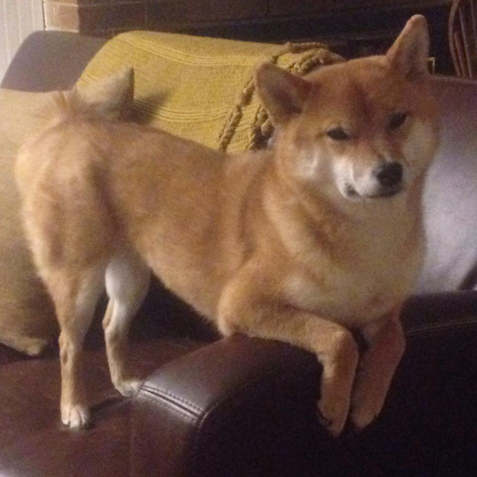 北京首钢年轻球员崭露头角,未来可期,北京首钢球员年薪多少