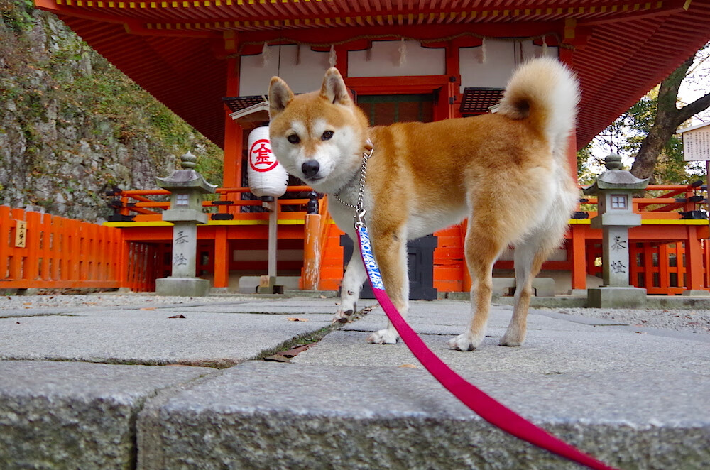kaiyun登录入口-大谷翔平成为首位单赛季50轰50盗球员，荣膺MVP，大谷翔平破纪录