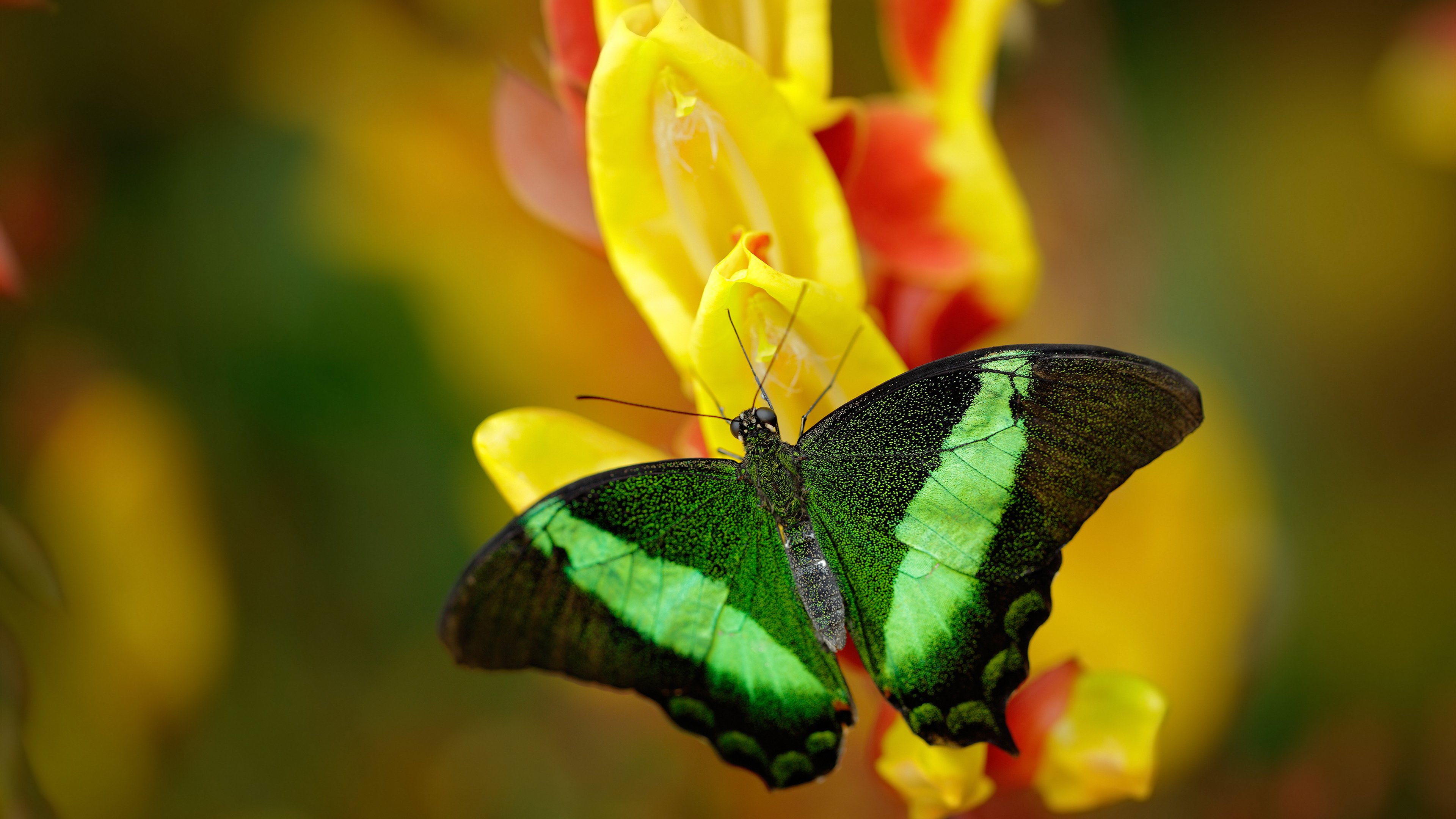 开云官方网页登录-梅斯是否能完成保级目标，梅斯青训