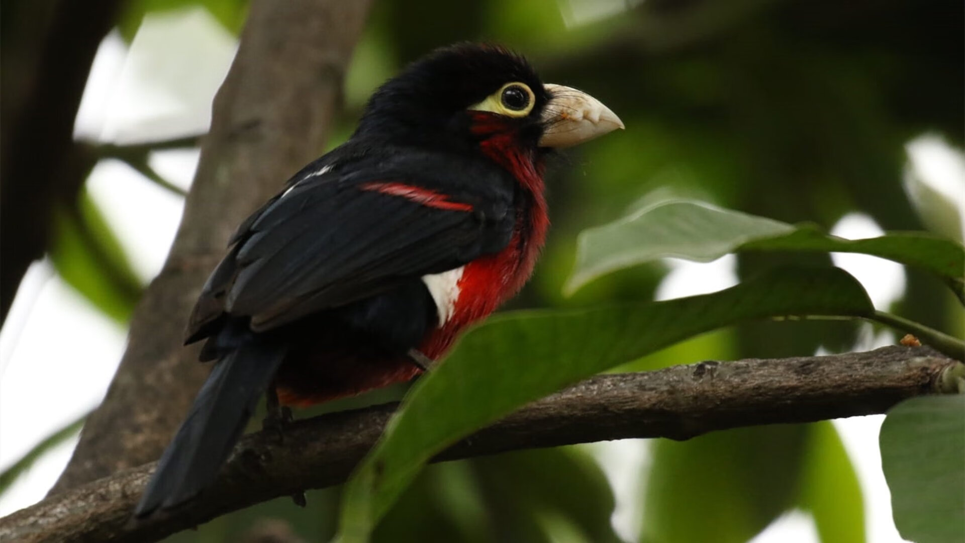 皇家社会俱乐部与球员卡纳 opinion 纳斯续约成功,皇家社会知名球员