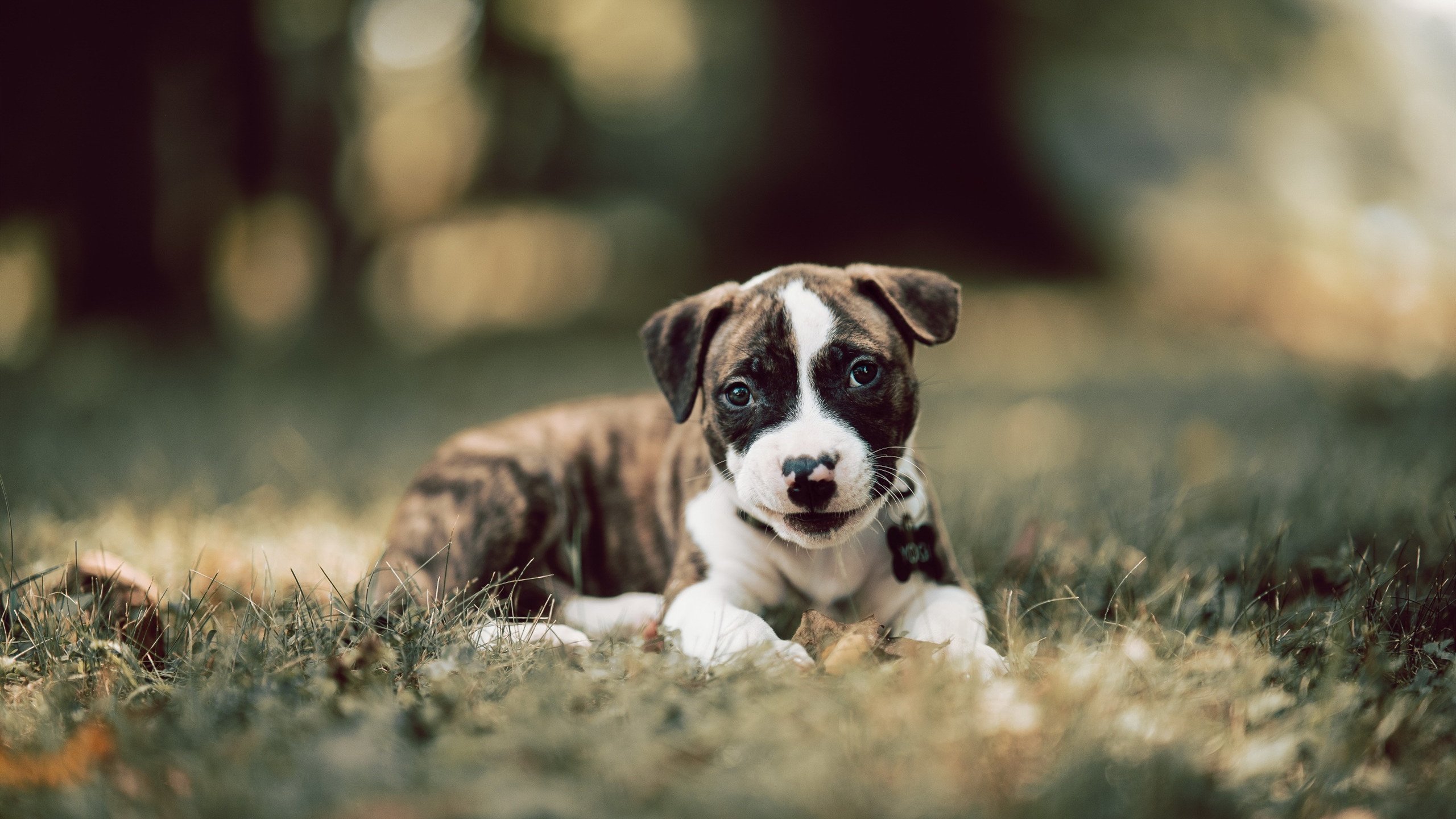 皇家马德里球队下场比赛名将亮相，皇家马德里队主场