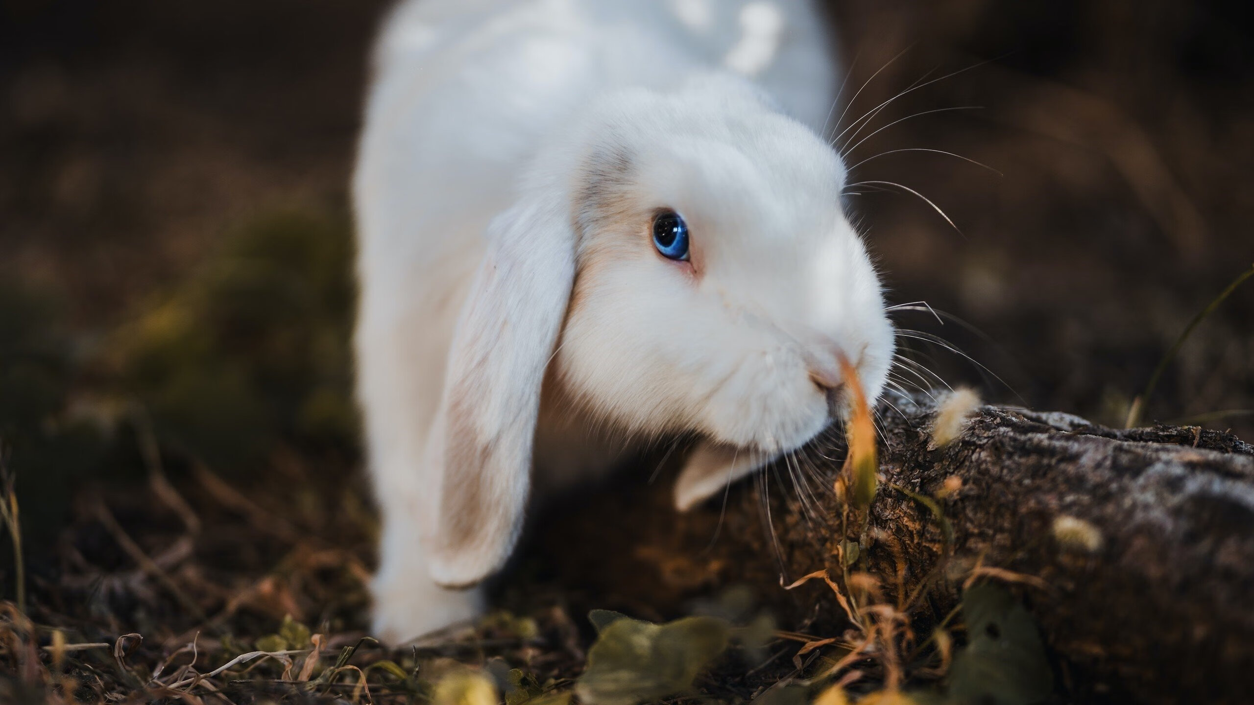 kaiyun官方网站-米兰AC俱乐部引进新援助球队逆转比分胜出，米兰ac俱乐部引进新援助球队逆转比分胜出