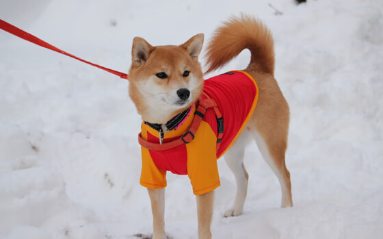 开云·Kaiyun网页版-联盟是否应建立球员职业成长档案馆，球队联盟是什么意思