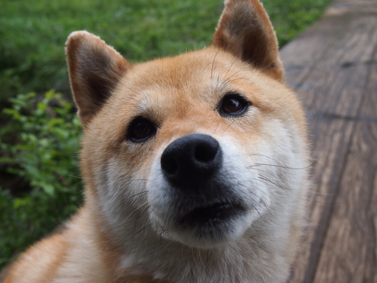 雄鹿队主力球员状态火爆 引领全队取胜,雄鹿队的阵容