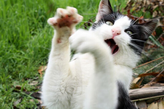 开云官方网站-青岛黄海中场被罚下场，影响球队比赛节奏，青岛黄海足球队赛程