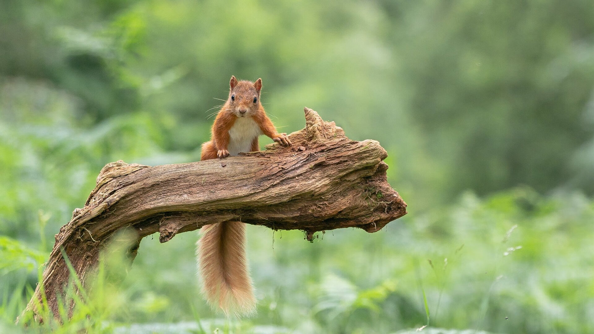 法甲豪门与中小俱乐部的薪资差距治理方案,法甲俱乐部收入