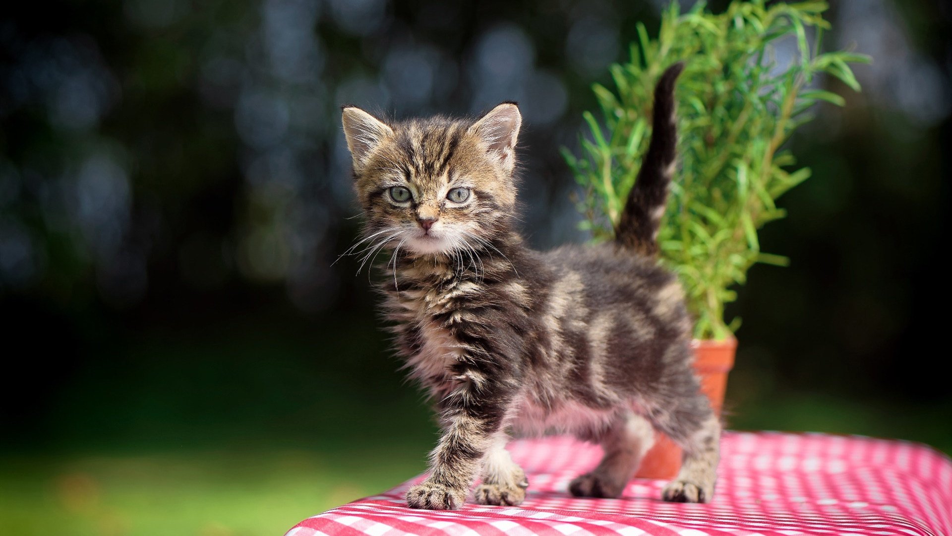 开云·体育官网APP下载-中国女篮保持阵地压迫构建连续进攻，中国女篮咋样