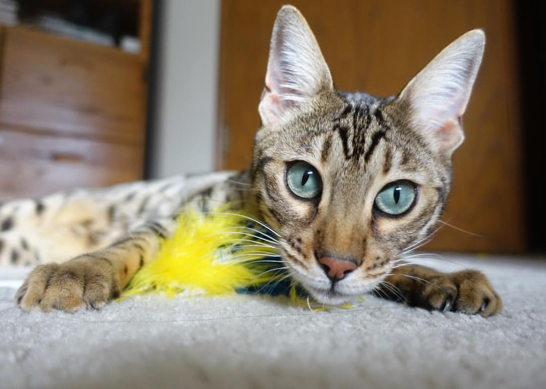 莫莉·奥卡拉汉女子100米自由泳决赛精彩亮相,里约奥运会女子100米自由泳冠军