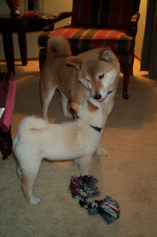 Kaiyun(中国)开云-荷兰水球小组赛中连续取胜，荷兰水球小组赛中连续取胜的是谁