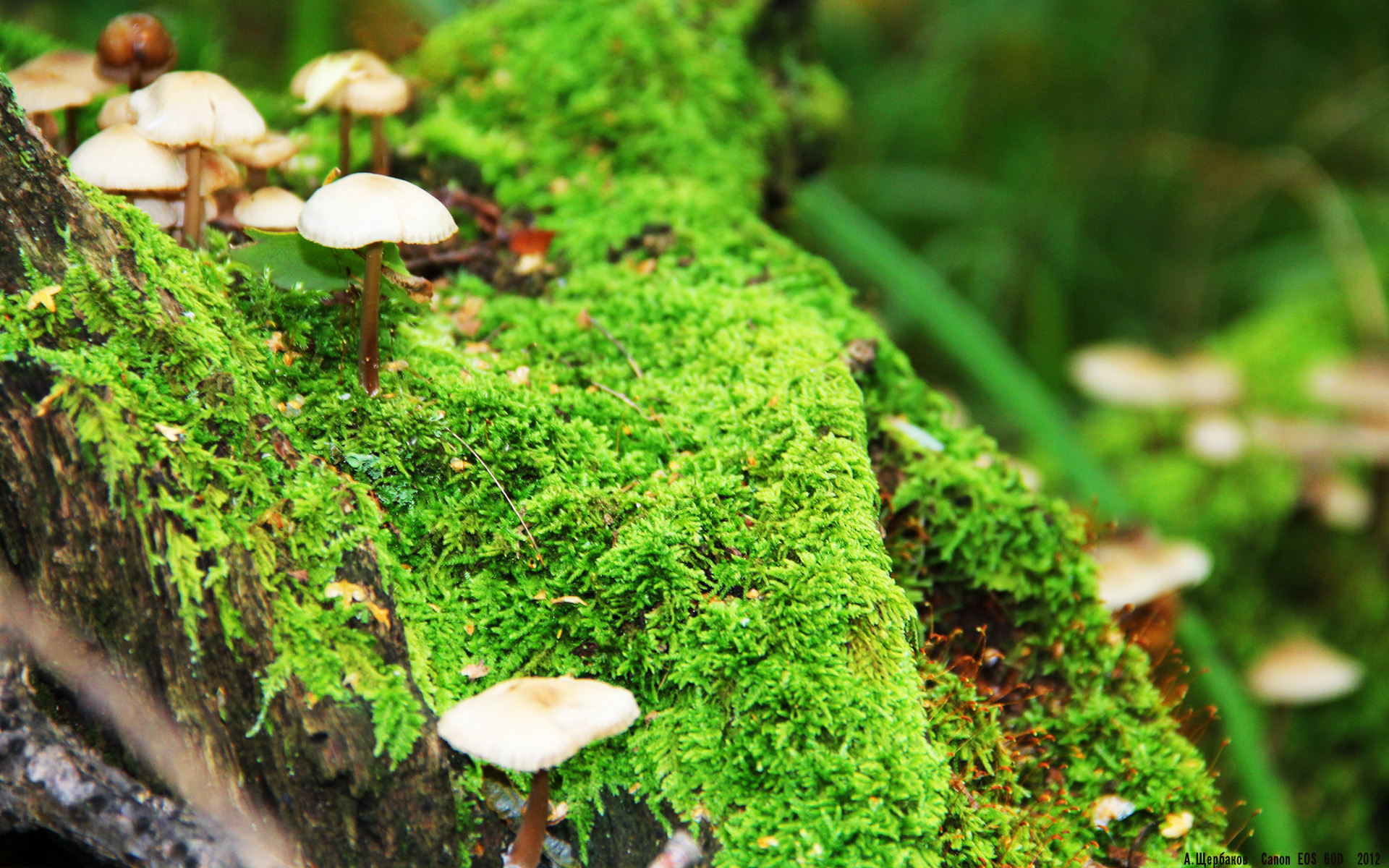 视频平台上线赛季十佳扑救门将表现再度成为焦点人物,门将花式扑救