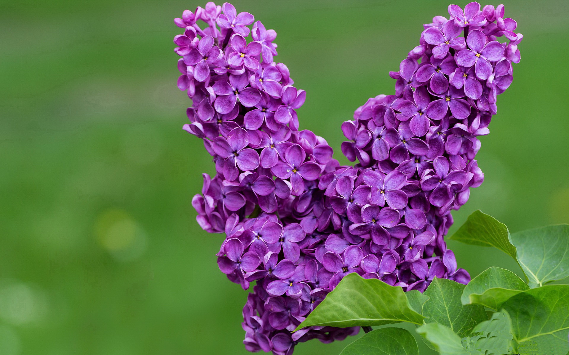 阿拉伯联合酋长国在西亚锦标赛中表现出色,冲击奥运资格,阿拉伯联合酋长国属于哪个亚